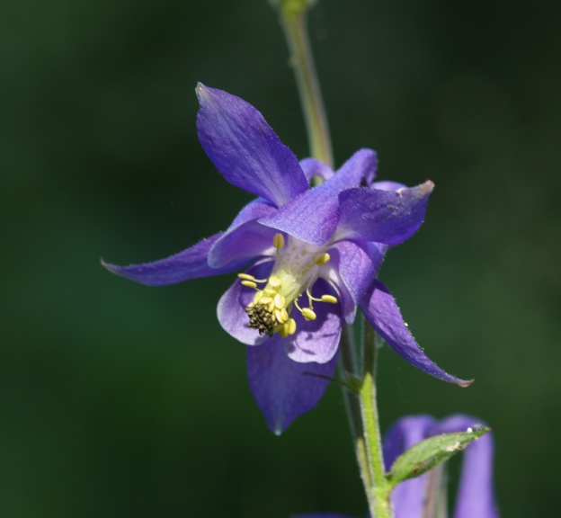 IAquilegia cfr. vulgaris